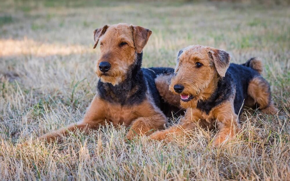  Airedale Terrier